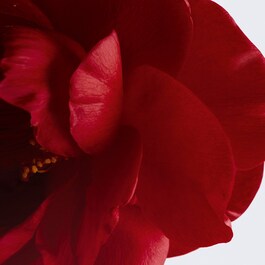 N°1 DE CHANEL BALSAM FÜR LIPPEN UND WANGEN - Schenkt Farbe, Nährt